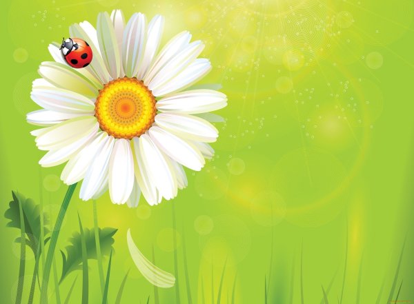 Фон ромашки