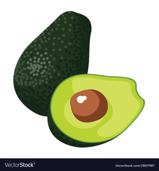 Векторная Графика авокадо
