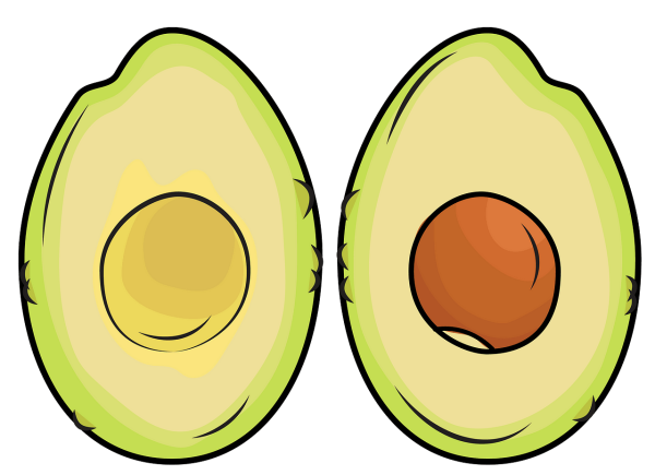 Авокадо вектор