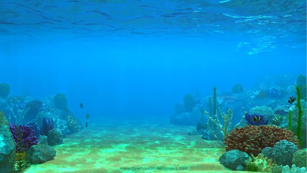 Подводные пейзажи