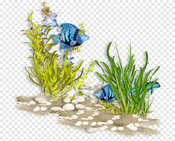 Морское дно на прозрачном фоне