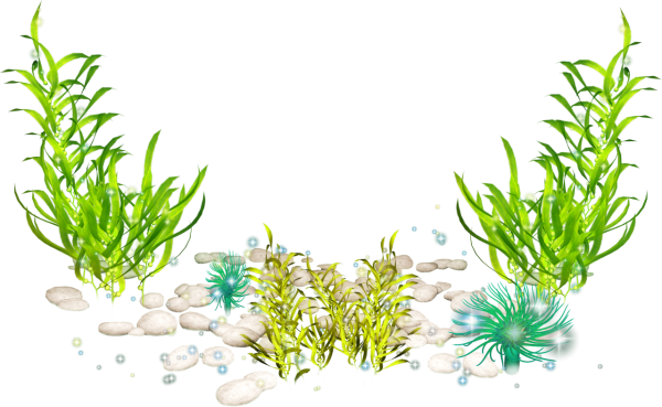 Водоросли на белом фоне