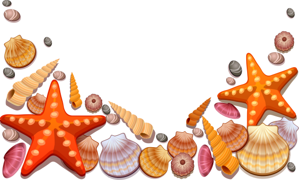 Морские ракушки на прозрачном фоне