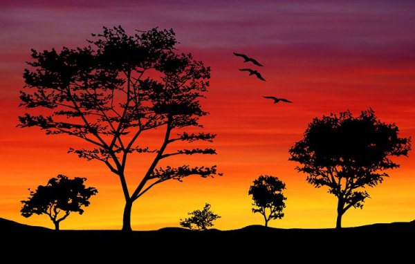 Пейзаж с силуэтом дерева