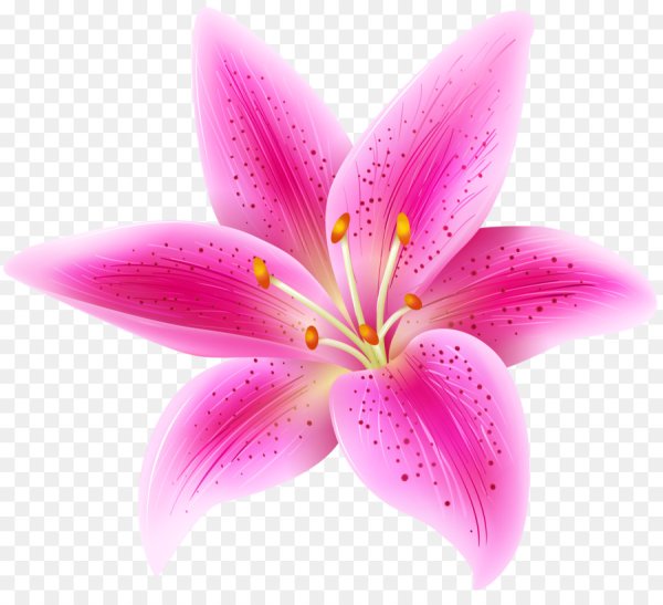 Цветы на прозрачном фоне