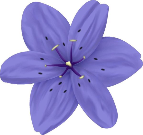 Цветы без фона