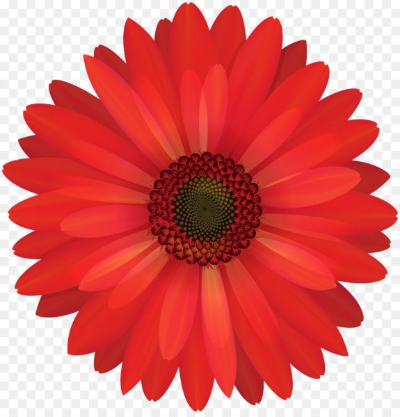 Цветы без фона