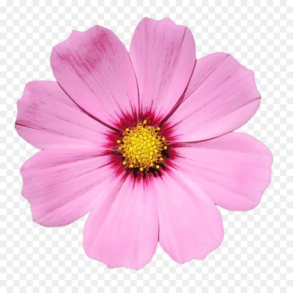 Космея цветок