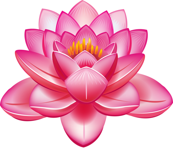 Розовый Лотос Египетский