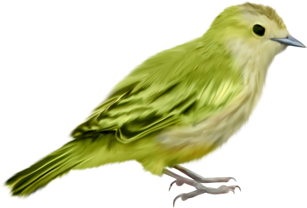 Птичка на белом фоне