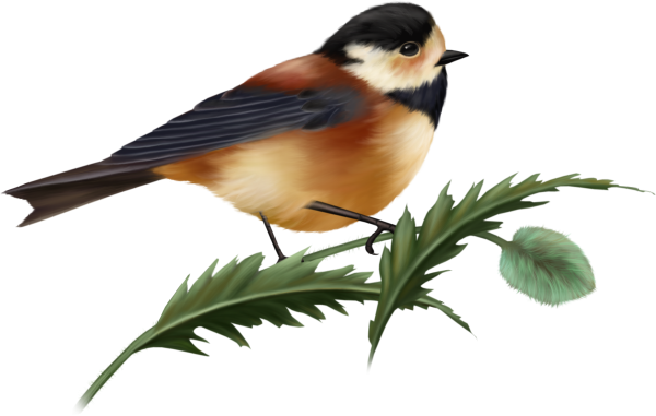 Птицы на прозрачном фоне
