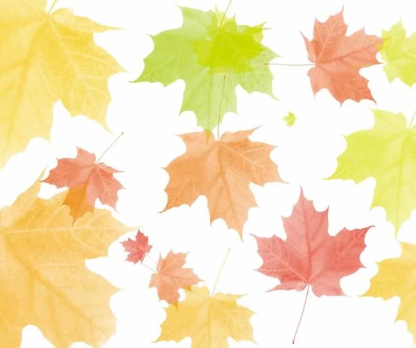 Подложка кленовые листья