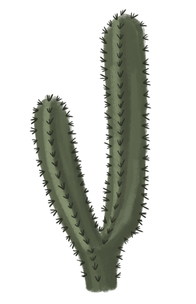 Кактусовые Cactaceae