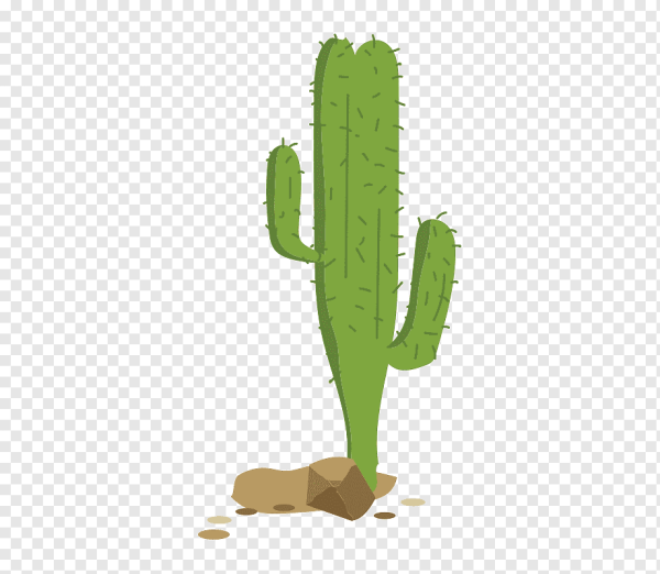 Кактус в пустыне на белом фоне