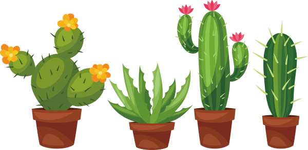 Кактус на белом фоне