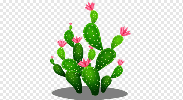 Цветок кактуса вектор
