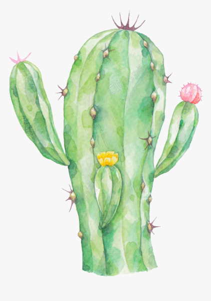 Кактусы акварель прозрачный фон