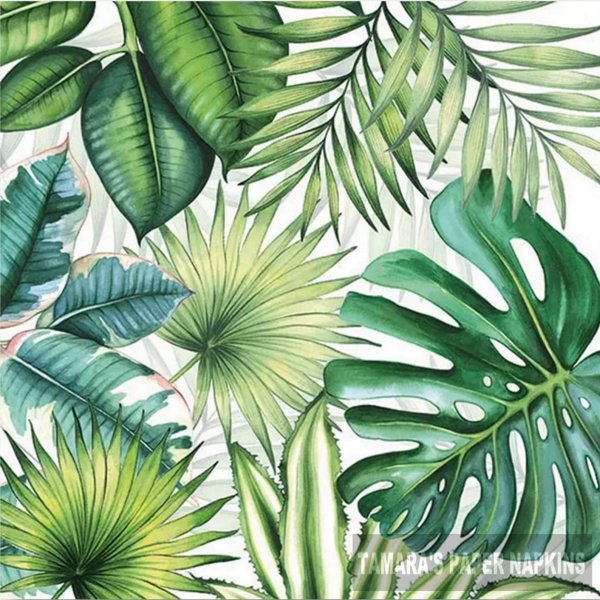 Тропические лист Monstera