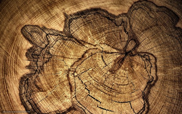 Срез дерева фактура