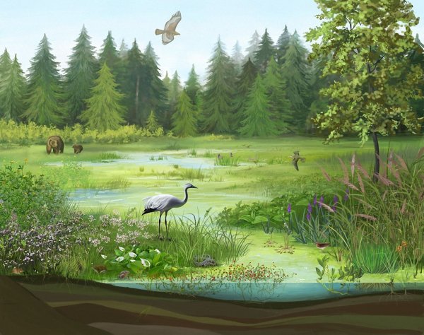 Болото для детей