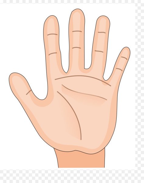 Рука ладонь