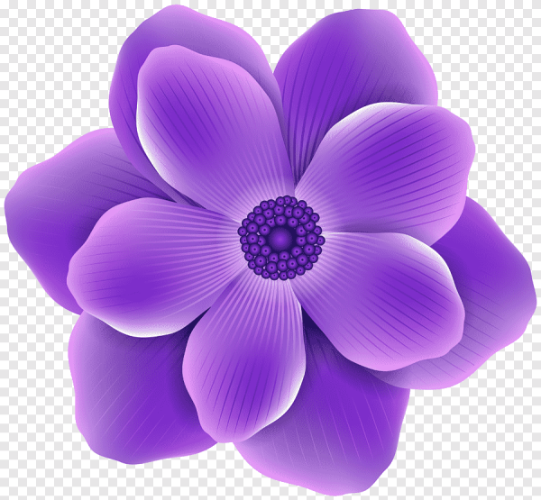 Цветы без фона