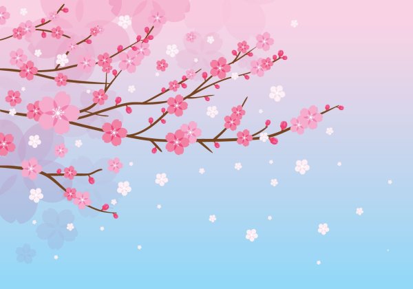 Ветка Сакуры фон