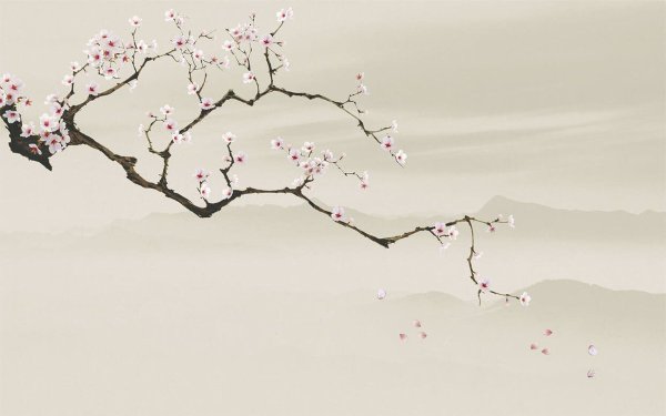 Ветка Сакуры на сером фоне