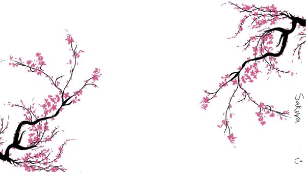 Веточка Сакуры на белом фоне