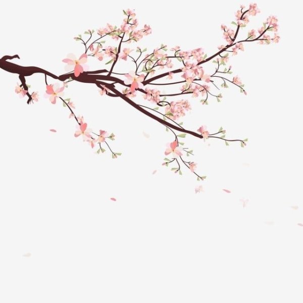 Веточка Сакуры