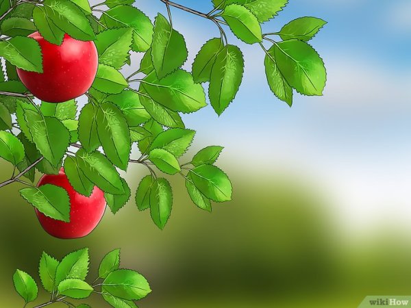 Яблоня анимация