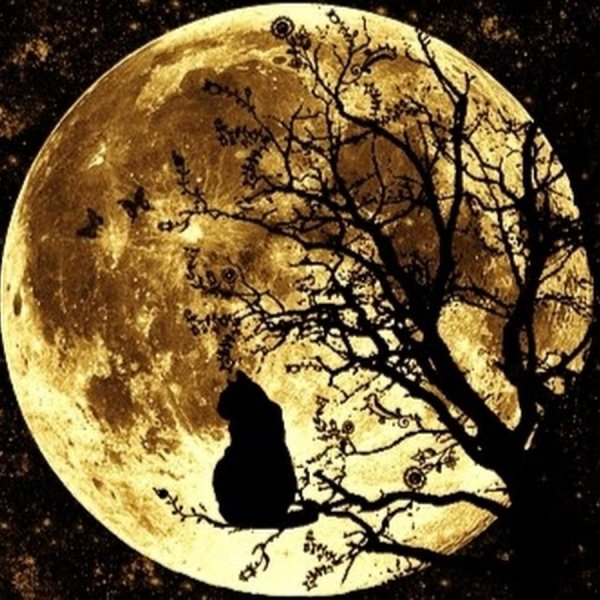 Дерево на фоне Луны