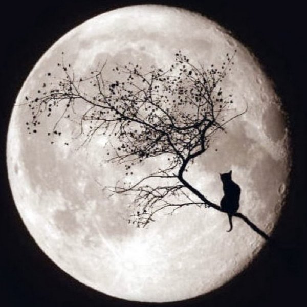 Луна черно белая