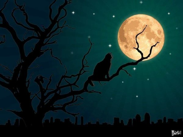 Кошка на дереве ночью