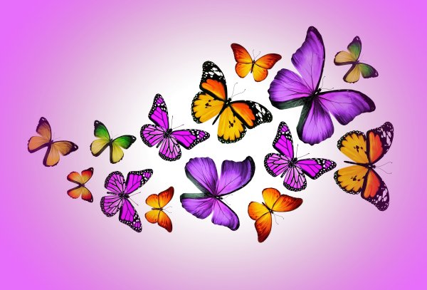 Много бабочек