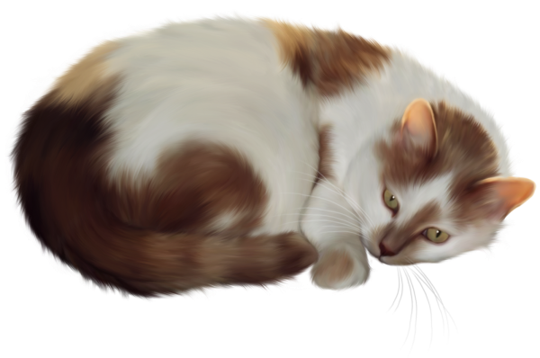 Кошка спит на белом фоне