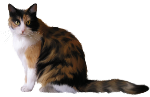 Кошка на прозрачном фоне