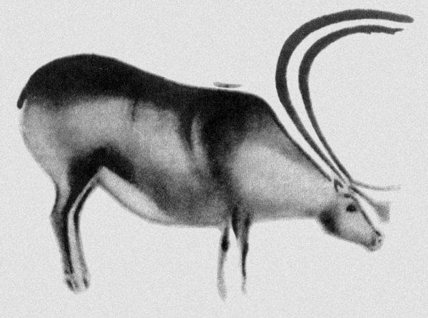 Волк. Фон-де-Гом. Франция. Поздний палеолит.