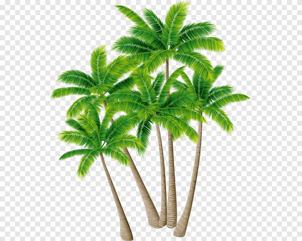Пальма на прозрачном фоне