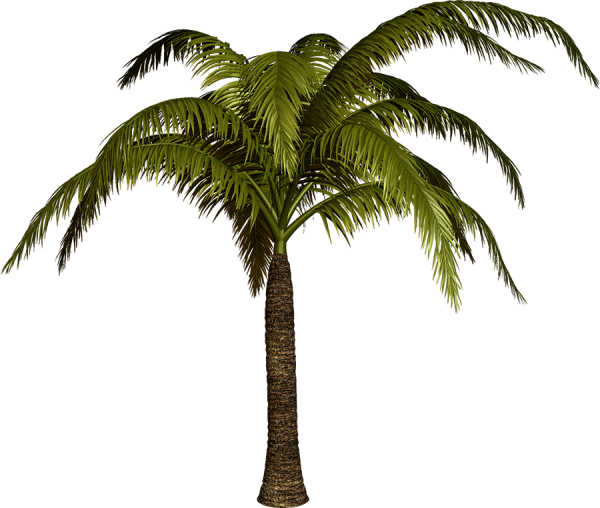 Пальма без фона