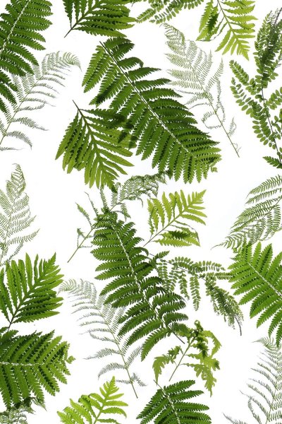 Тропические листья папоротника