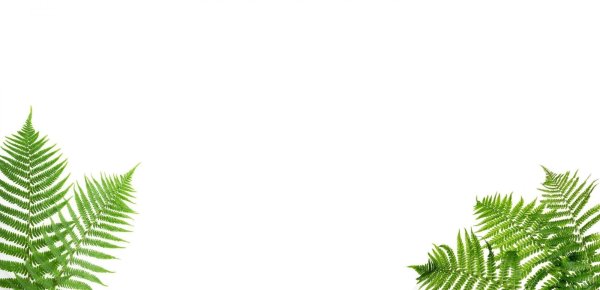 Лист папоротника на белом фоне