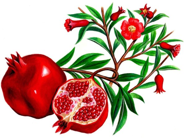 Нарисовать гранат