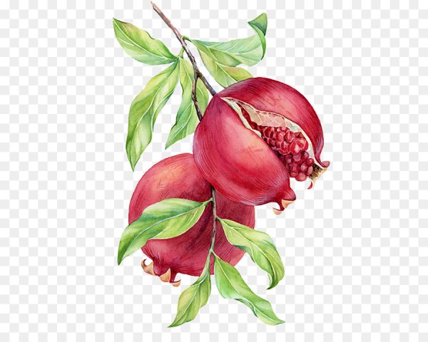 Гранатовая ветка