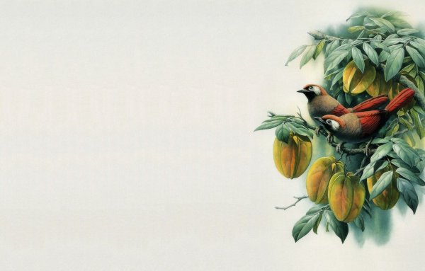 Фон птички на ветках