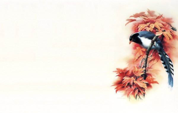 Фон на тему птицы