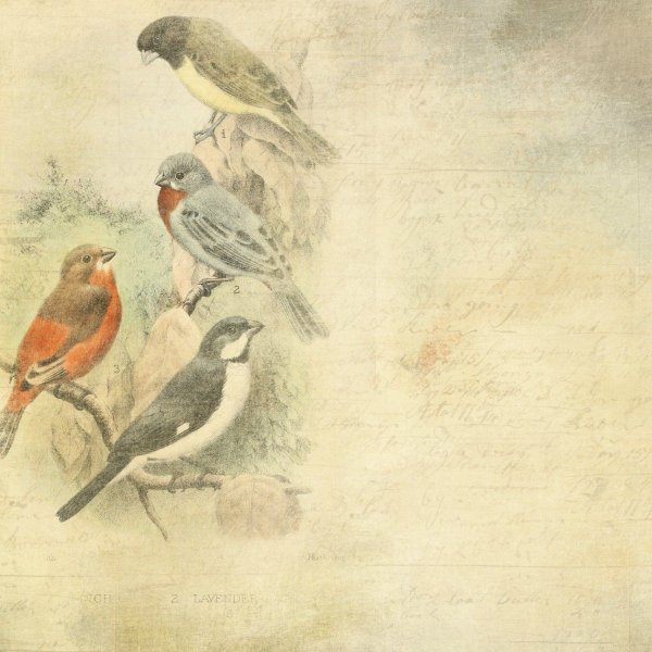 Фон для скрапбукинга птицы