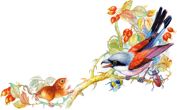 Мышонок пик Соловей разбойник