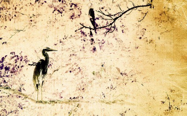 Красивый фон с птицами