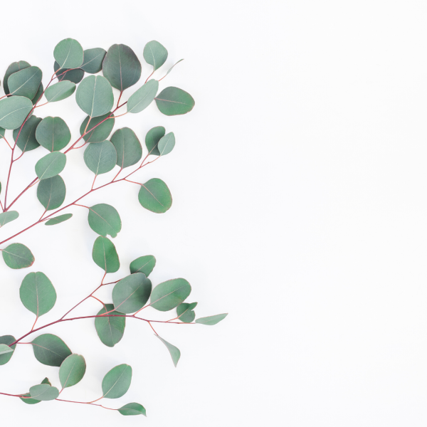 Эвкалипт Цинерея ботаника